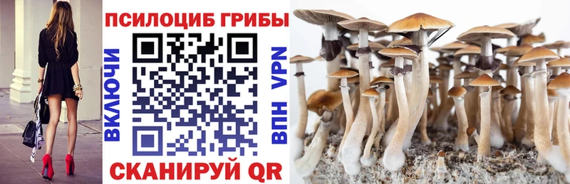 Псилоцибиновые грибы Cubensis  Купить где  Ставрополь 